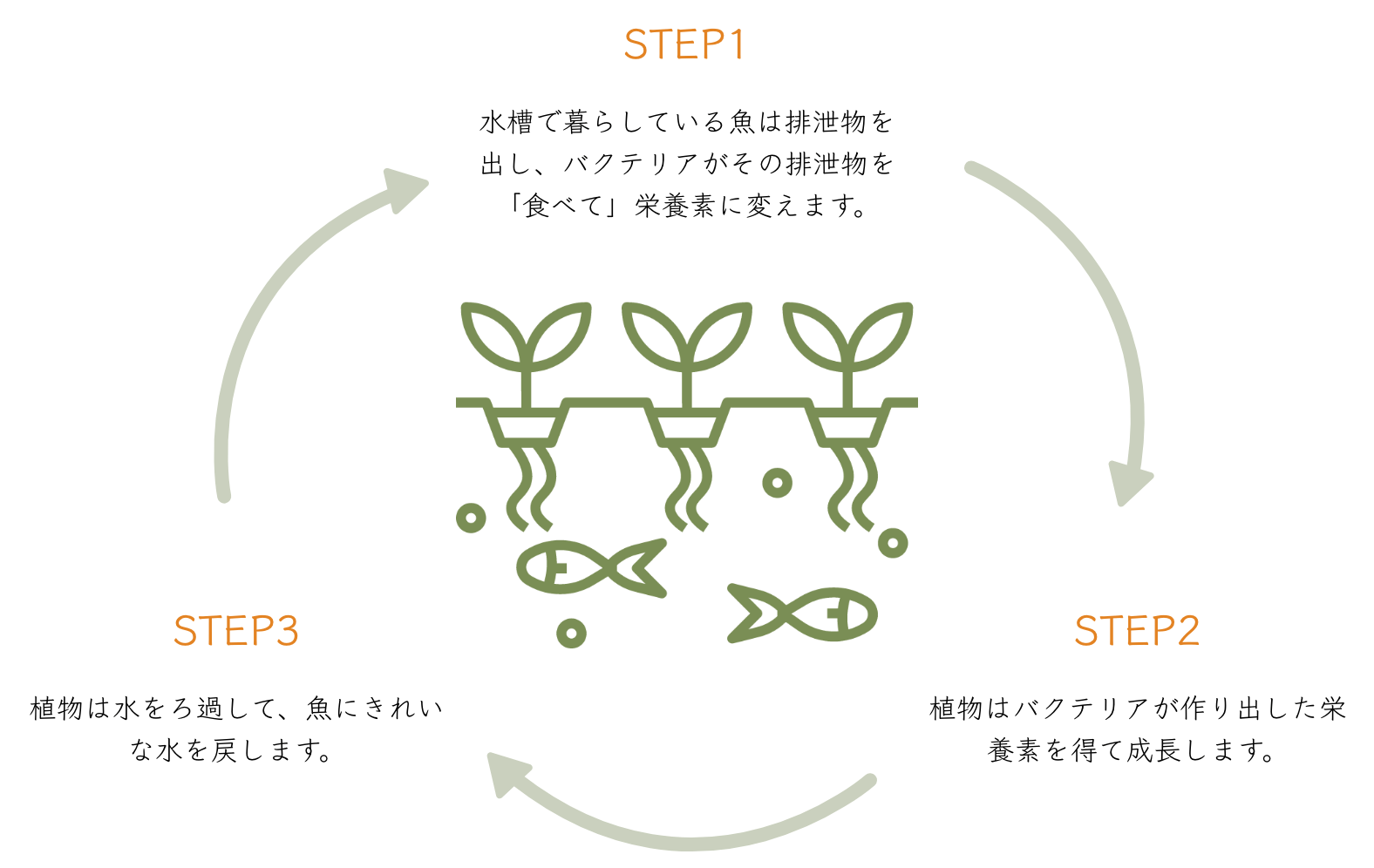 
        STEP1:水槽で暮らしている魚は排泄物を出し、
        バクテリアがその排泄物を「食べて」栄養素に変えます。
        STEP2:植物はバクテリアが作り出した栄養素を得て成長します。
        STEP3:植物は水をろ過して、魚にきれいな水を戻します。
        